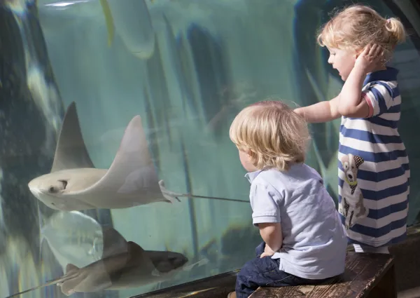 Cownose Ray at SEA LIFE Weymouth