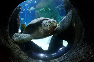 Turtles at SEA LIFE Centres
