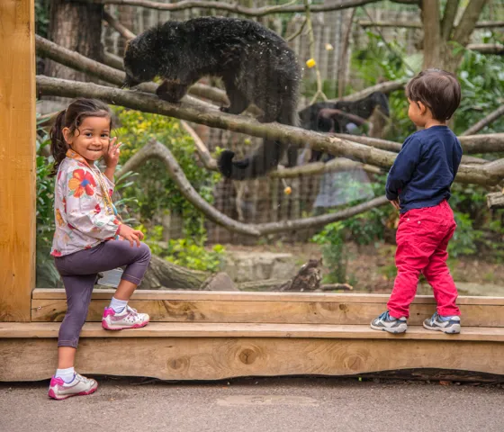 A Binturong At Chessington World Of Adventures Resort
