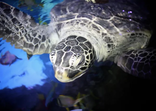 Turtle at SEA LIFE Great Yarmouth