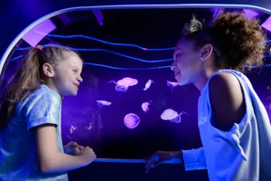 Jellyfish at SEA LIFE London