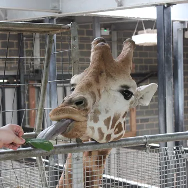 Giraffe Feeding at Chessington World of Adventures Resort