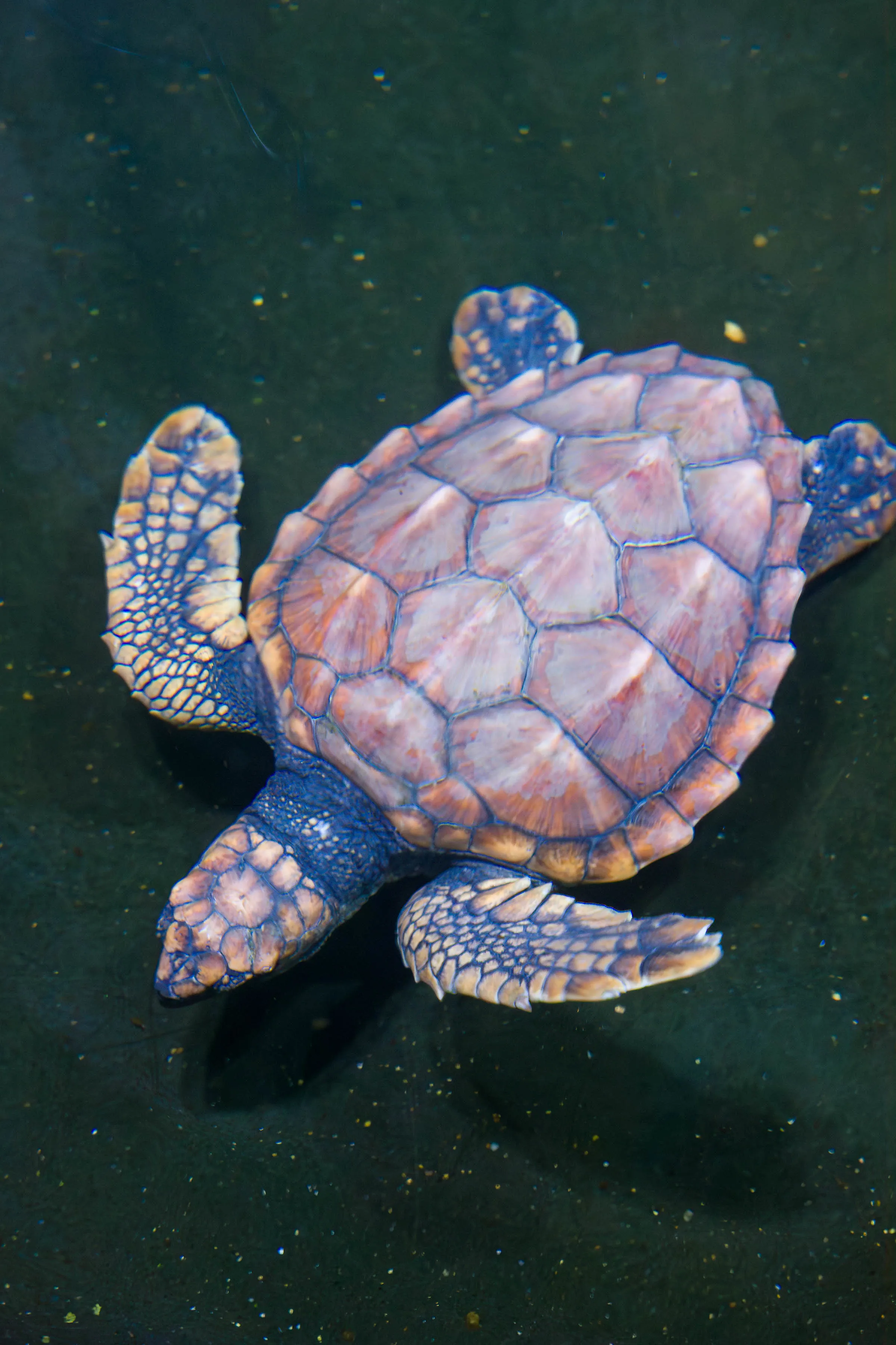 Crush The Turtle. (2) Credit Richard Dawason