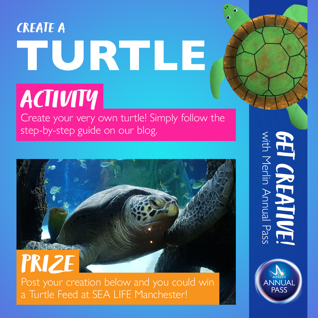Get Creative with Merlin Annual Pass Activity 6: Create a Turtle
