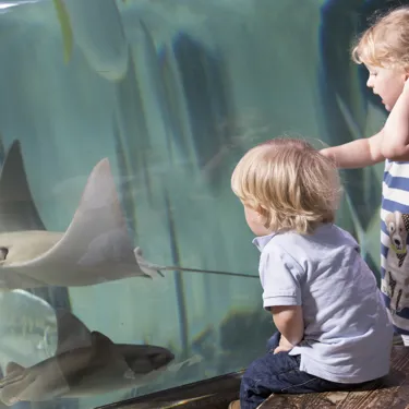 Cownose Ray at SEA LIFE Weymouth