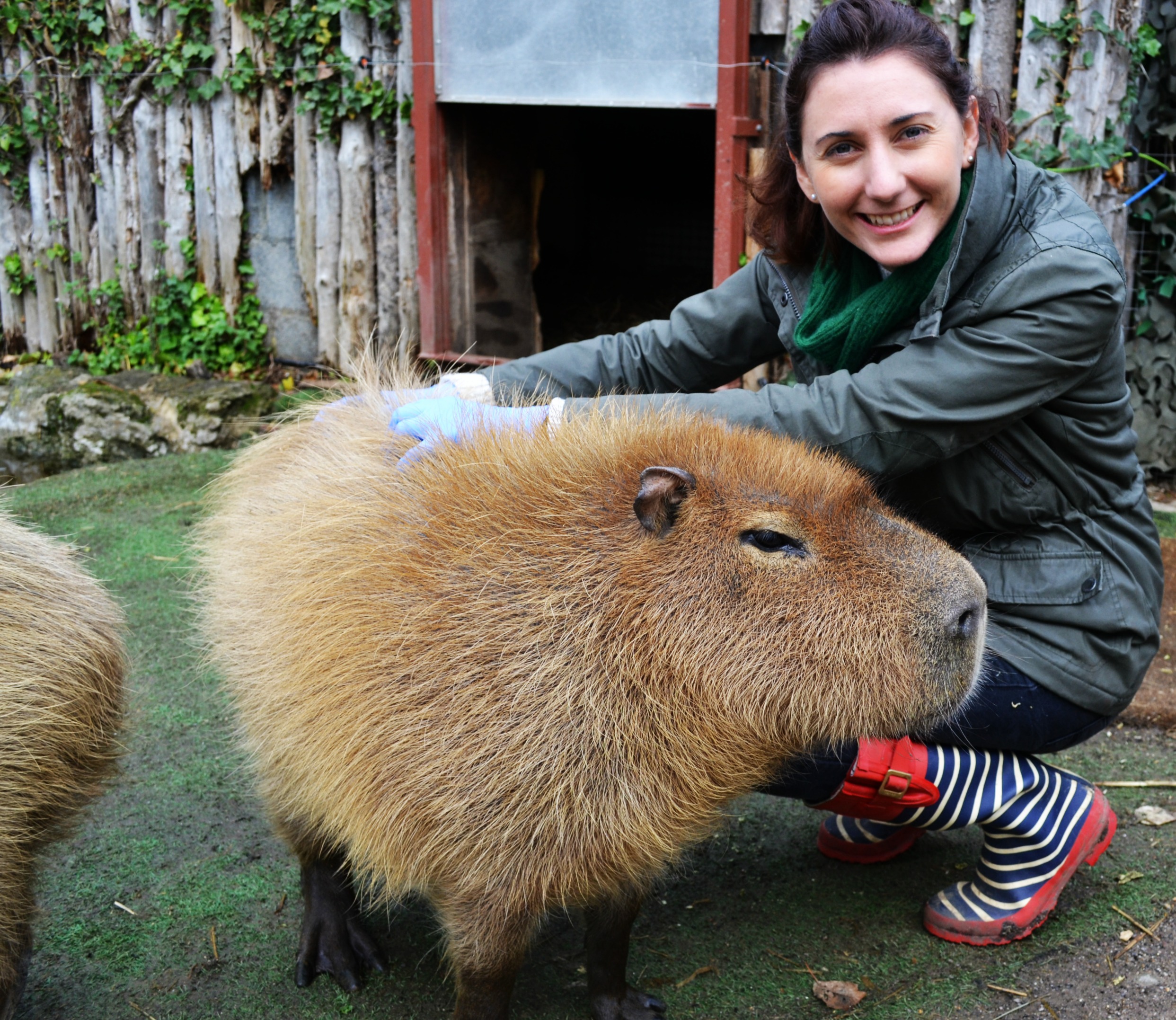 Capybara Feeding at Chessington World of Adventures Resort