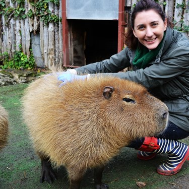 Capybara Feeding at Chessington World of Adventures Resort