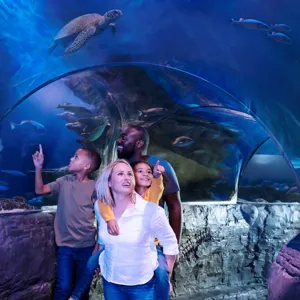 SEA LIFE Ocean Tunnel