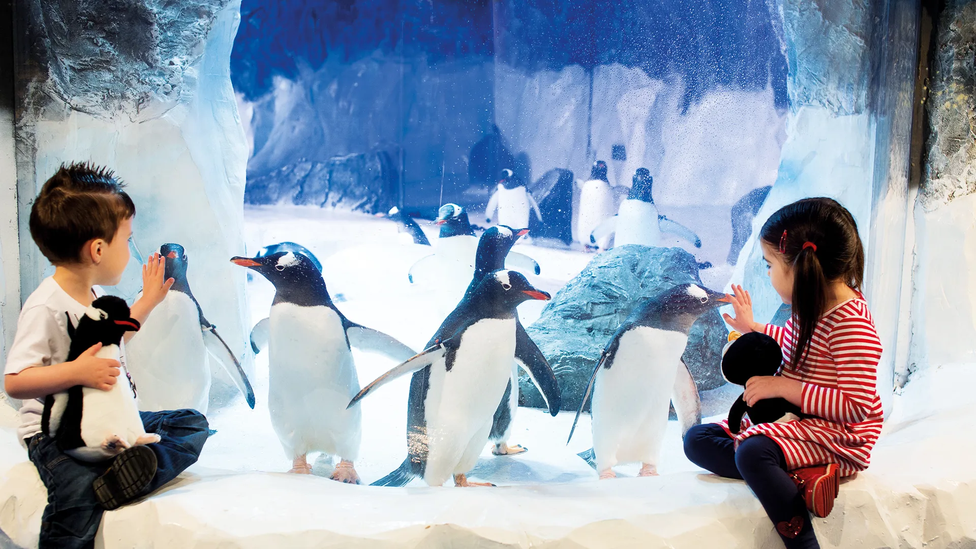National SEA LIFE Centre Birmingham Penguins