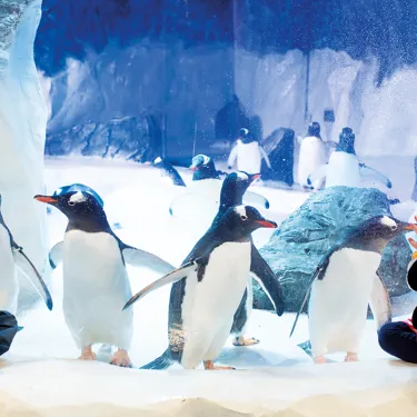 National SEA LIFE Centre Birmingham Penguins