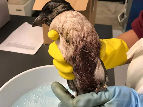 Puffling Rescue