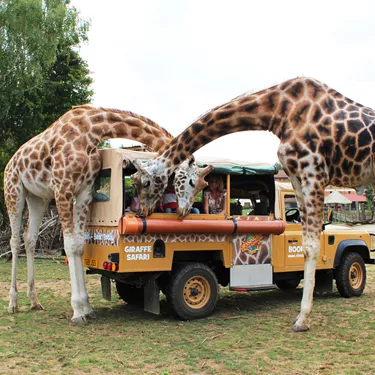 Giraffe Safari at Chessington World of Adventures Resort