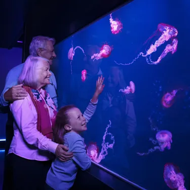 Jellyfish at SEA LIFE London