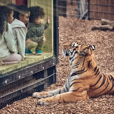 Land Of The Tiger And Tiger Rock At Cwoar 3