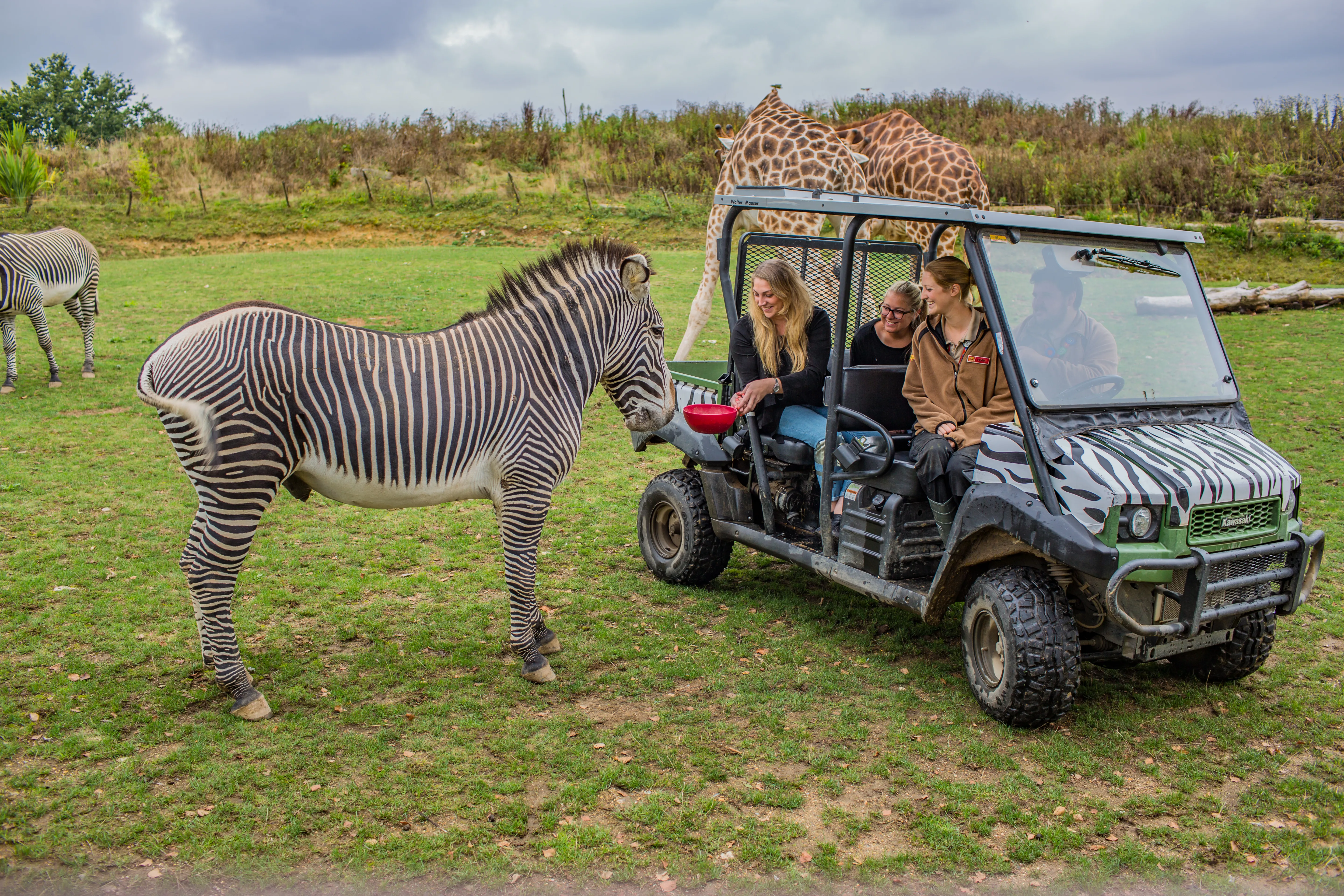 Zebra Safari at Chessington World of Adventures Resort