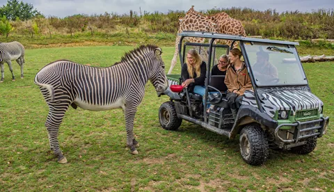 Zebra Safari at Chessington World of Adventures Resort