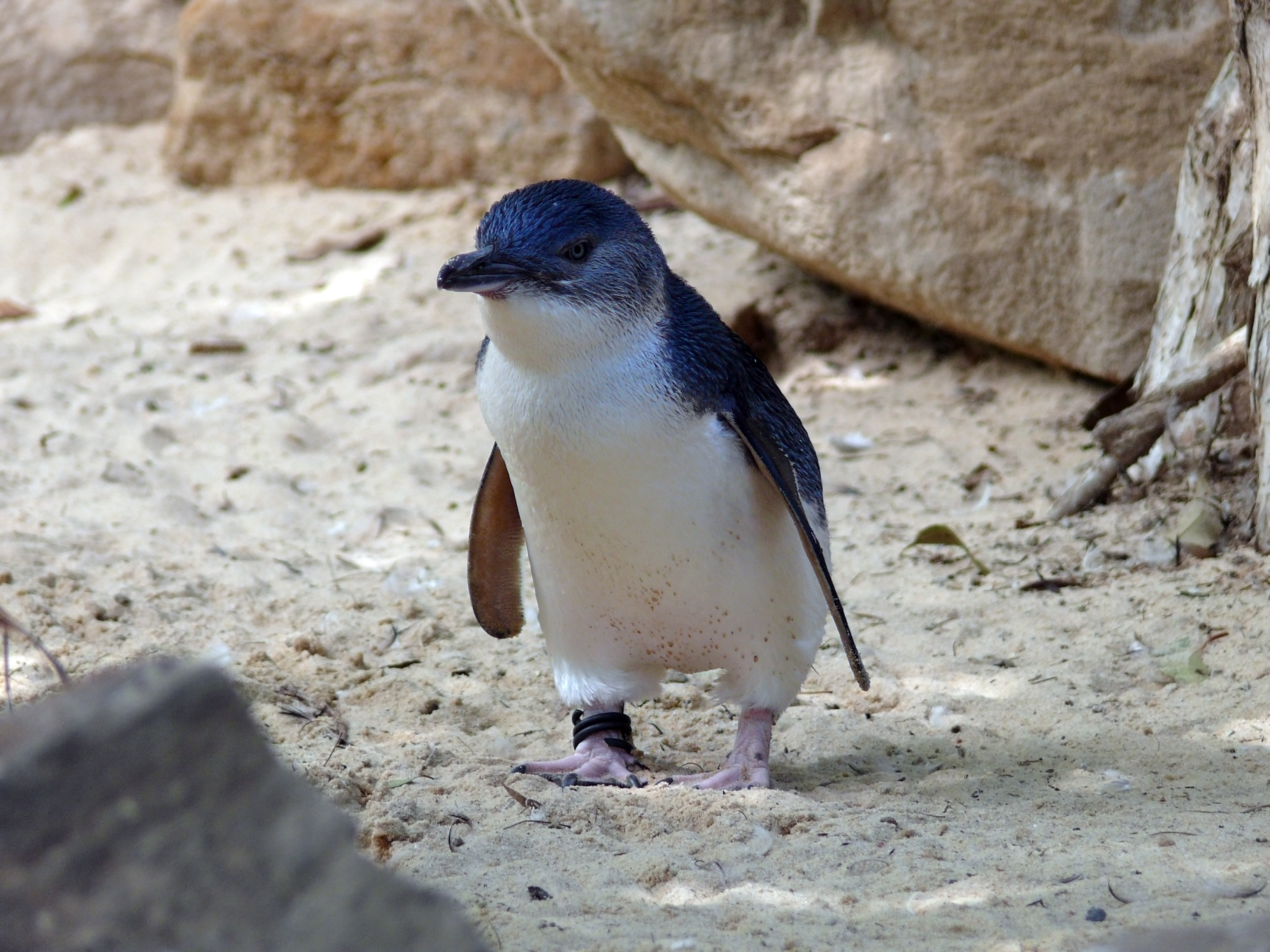 Penguins at SEA LIFE Weymouth