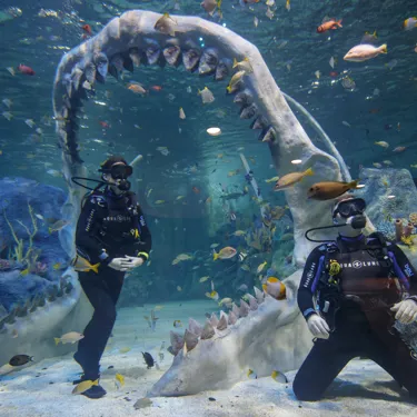 Shark Dive at Bear Grylls Adventure in Birmingham