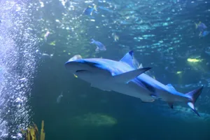 Shark at SEA LIFE Blackpool