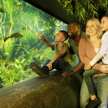 Rainforest Adventures at SEA LIFE London