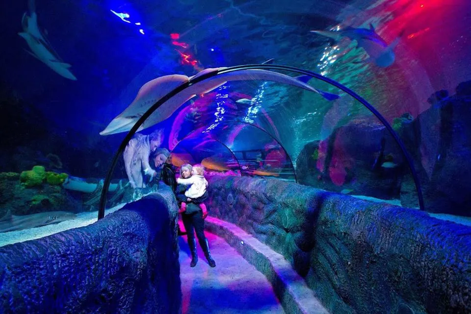 Glass Tunnel at SEA LIFE Loch Lomond