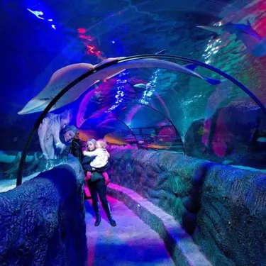 Glass Tunnel at SEA LIFE Loch Lomond
