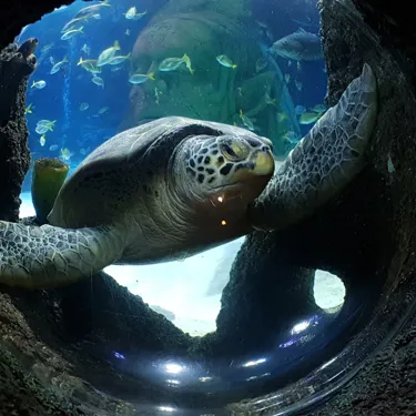 Turtles at SEA LIFE Centres