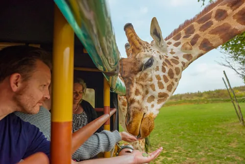 Chessington World of Adventures - Feeding giraffes on safari