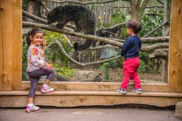 A Binturong At Chessington World Of Adventures Resort