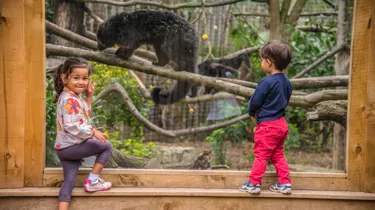 A Binturong At Chessington World Of Adventures Resort