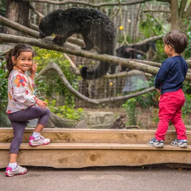 A Binturong At Chessington World Of Adventures Resort