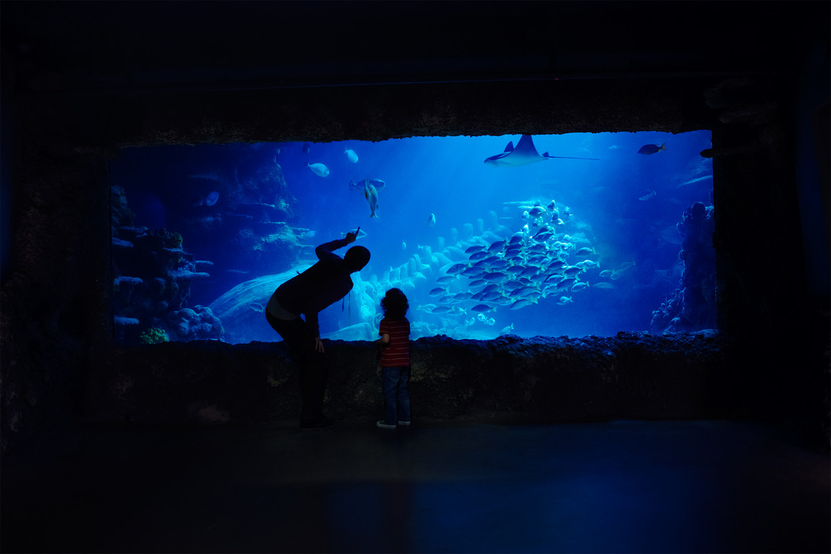 Family Days Out at SEA LIFE Centres