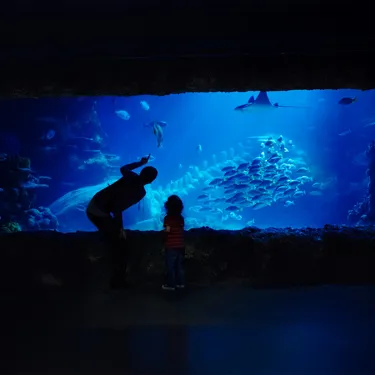 Family Days Out at SEA LIFE Centres