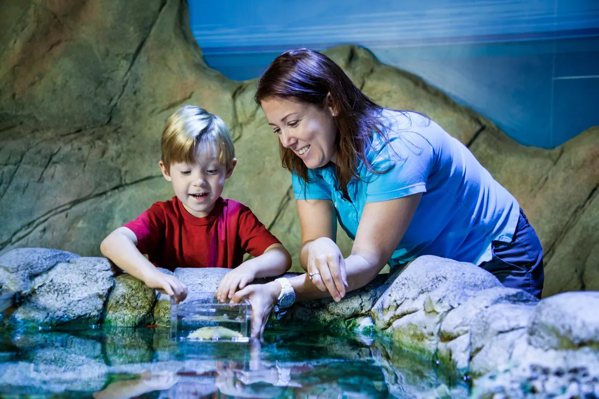 Touchpool at the National SEA LIFE Centre Birmingham