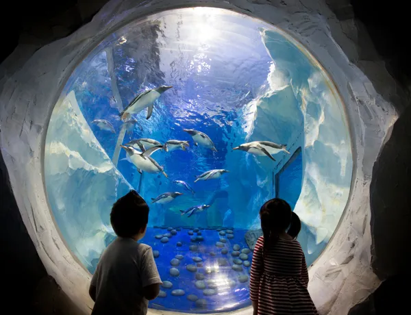 Penguins at the National SEA LIFE Centre Birmingham