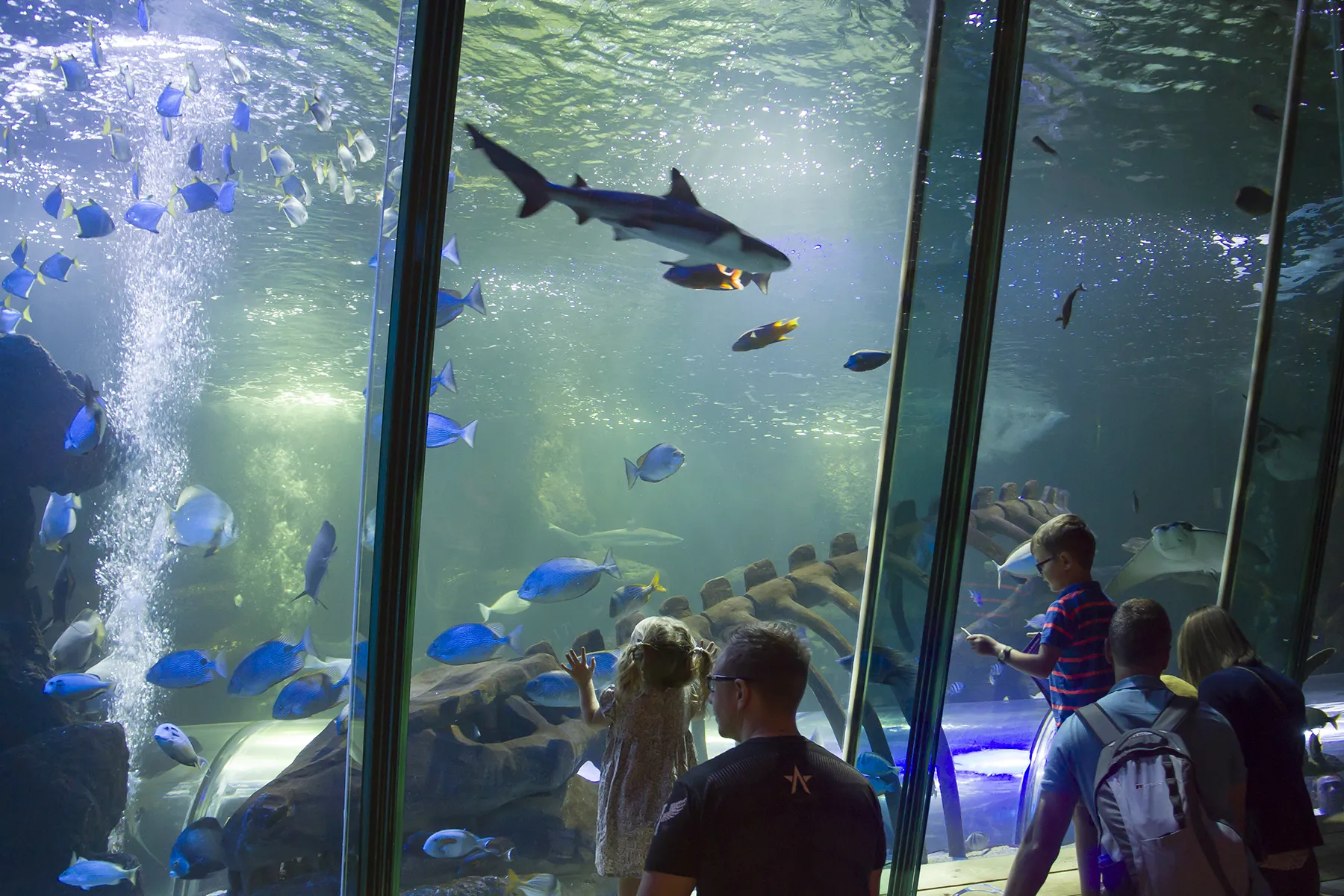 SEA LIFE Sanctuary Hunstanton Merlin Annual Pass