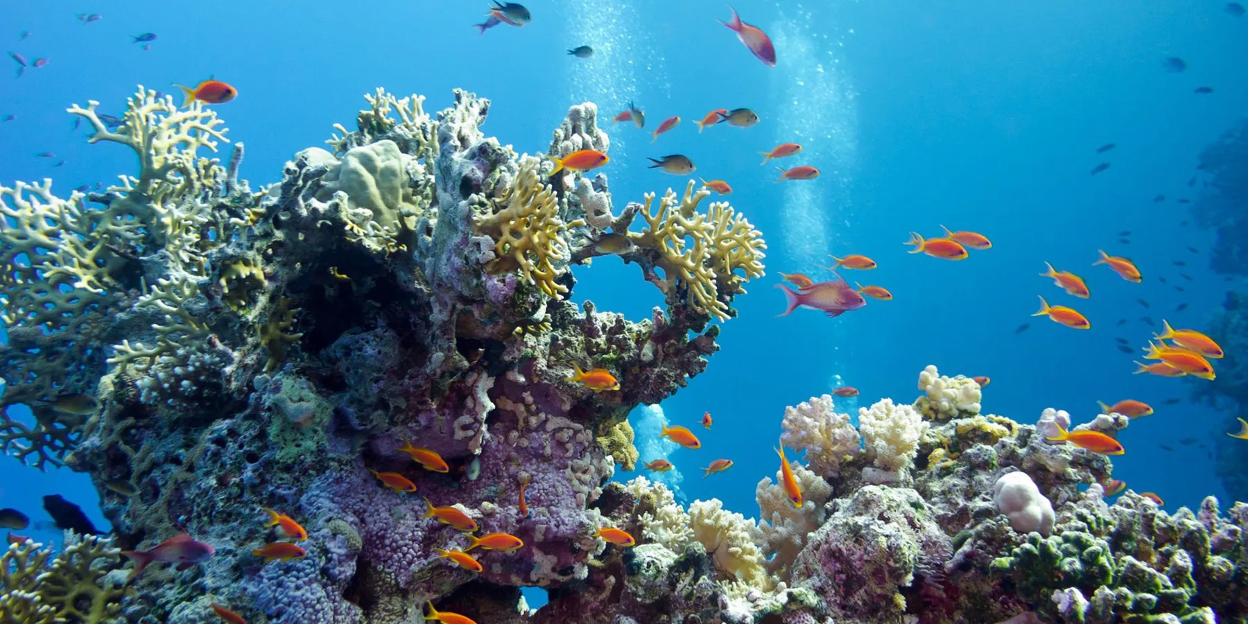 Coral Reef at SEA LIFE London