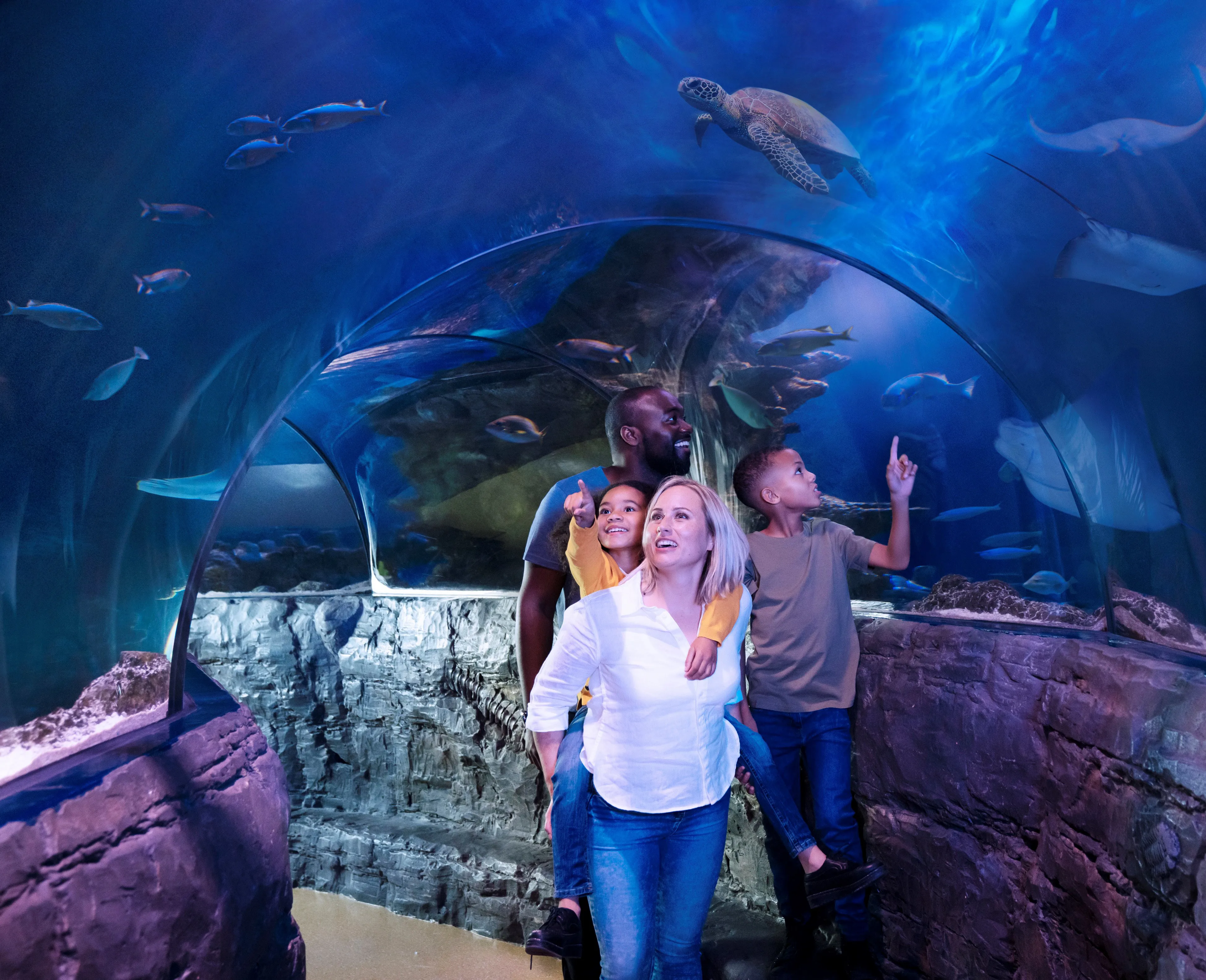 Ocean Tunnel at SEA LIFE