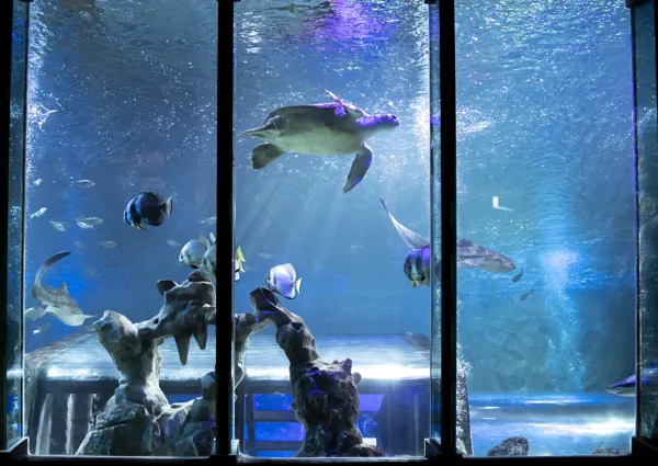SEA LIFE Blackpool Header