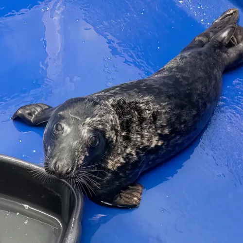 Rescue seal