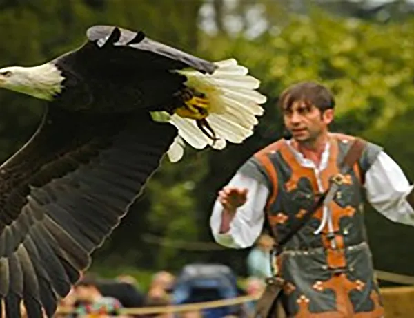 Birds of Prey at Warwick Castle