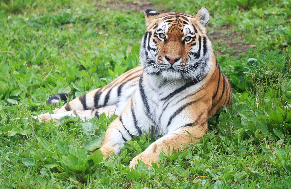 Amur Tiger at Chessington World of Adventures Resort