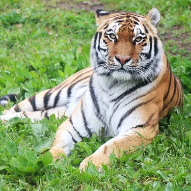 Amur Tiger at Chessington World of Adventures Resort