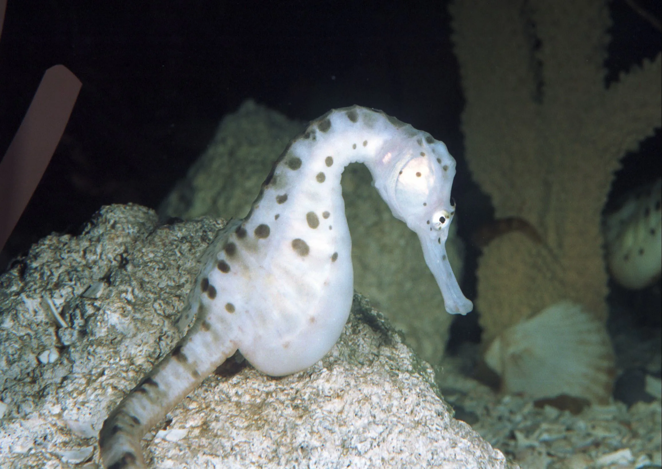 Big Bellied Seahorse at SEA LIFE Great Yarmouth