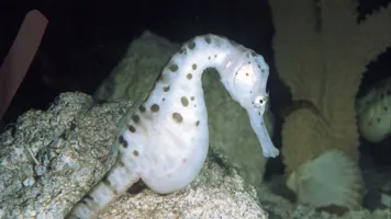 Big Bellied Seahorse at SEA LIFE Great Yarmouth