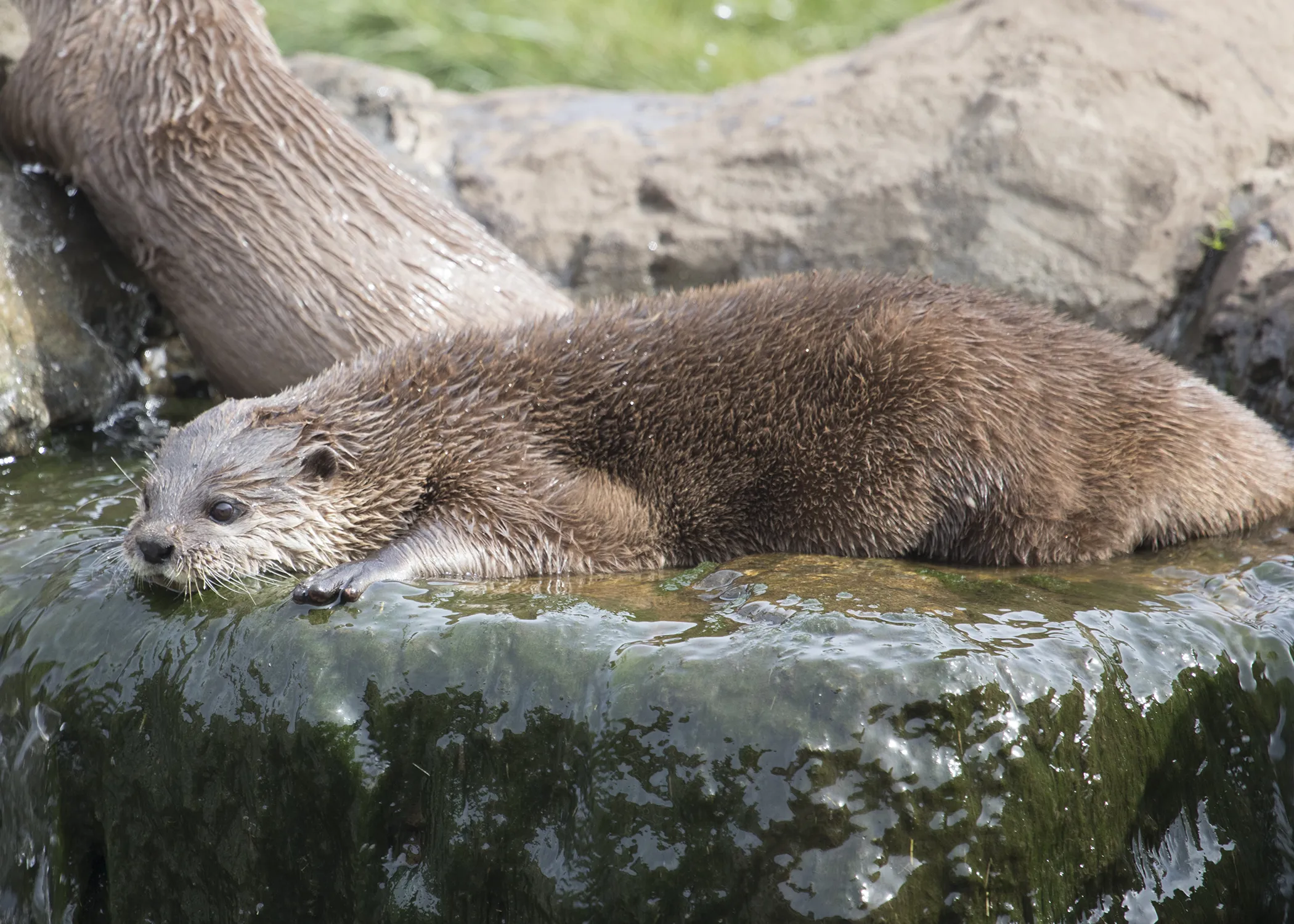 Otter at SEA LIFE Sanctuary Hunstanton