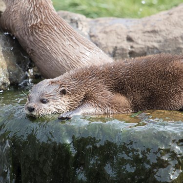 Otter at SEA LIFE Sanctuary Hunstanton