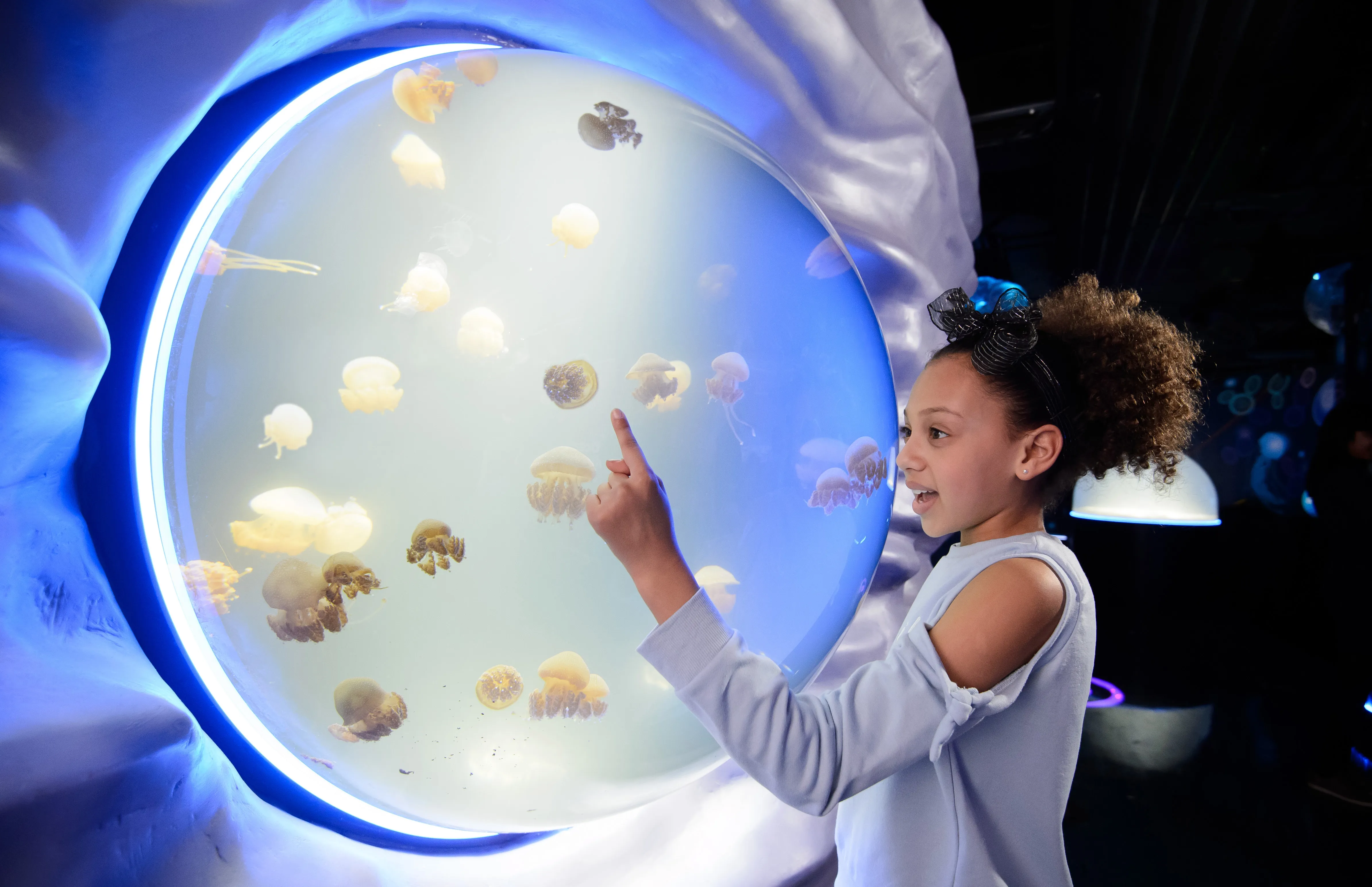 Jellyfish at SEA LIFE London