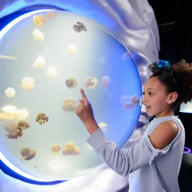 Jellyfish at SEA LIFE London