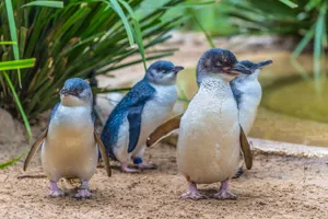 Penguins at SEA LIFE Weymouth